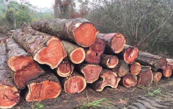 Gỗ hương là một trong những loại gỗ quý được ứng dụng nhiều trong sản xuất đồ nội thất