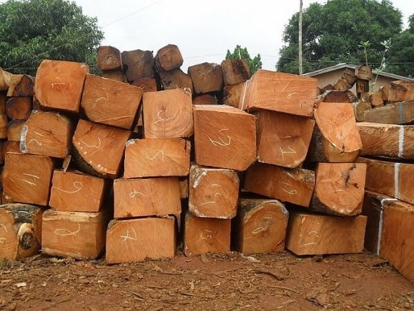 Các loại gỗ tốt làm bàn ghế